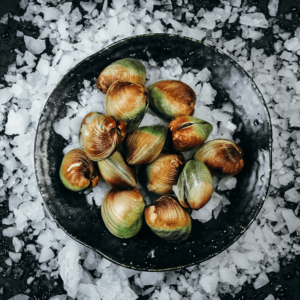 Littleneck Clams Live