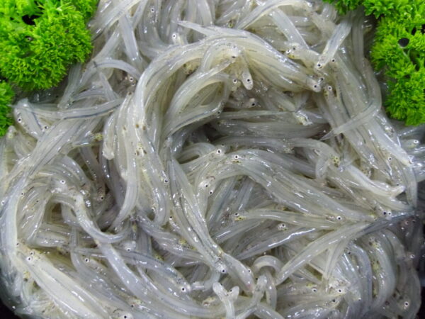 Fresh Whitebait
